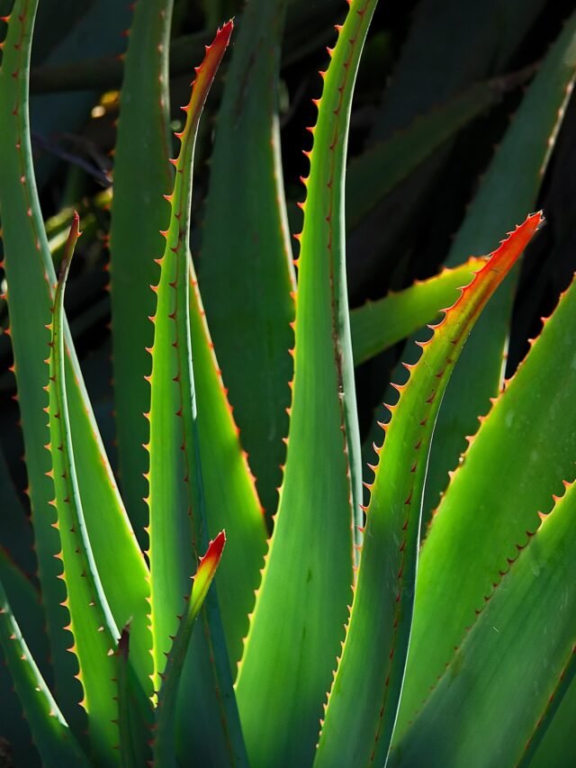Benefits of Aloe Vera