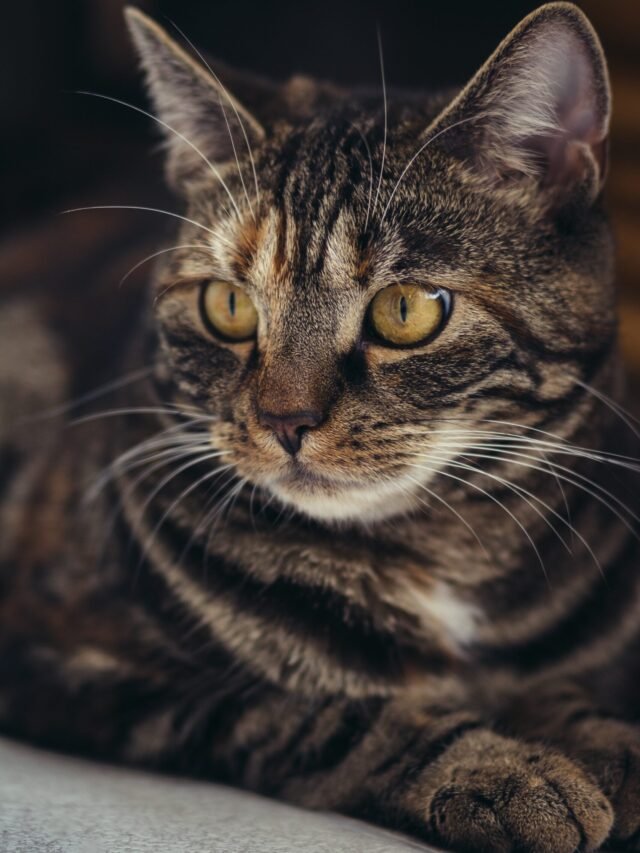 Top 10 Most Beautiful Cats