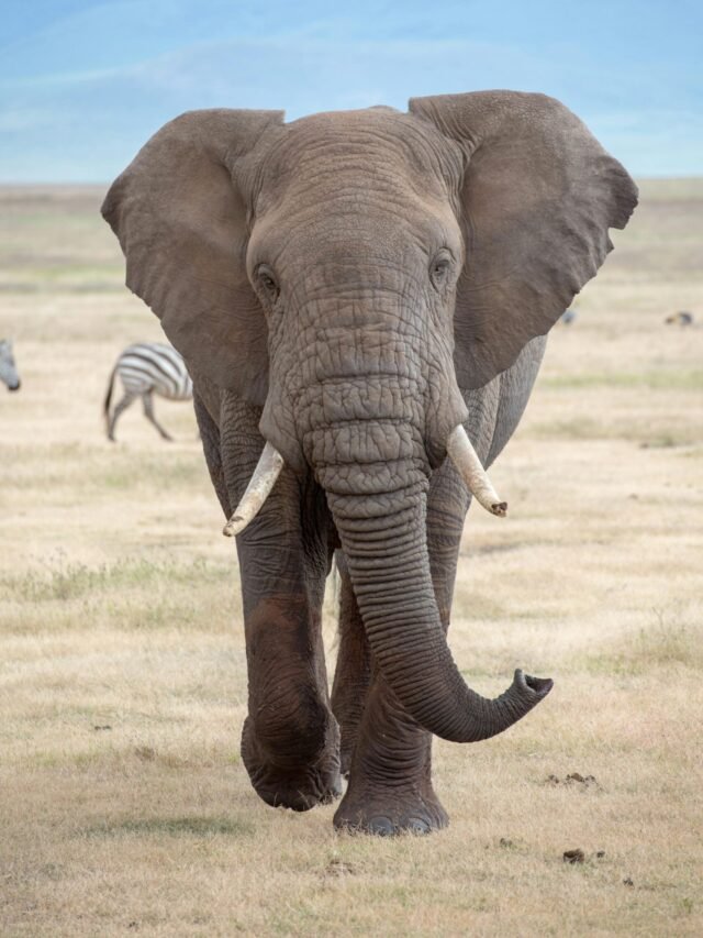 Interesting Facts About The Elephant